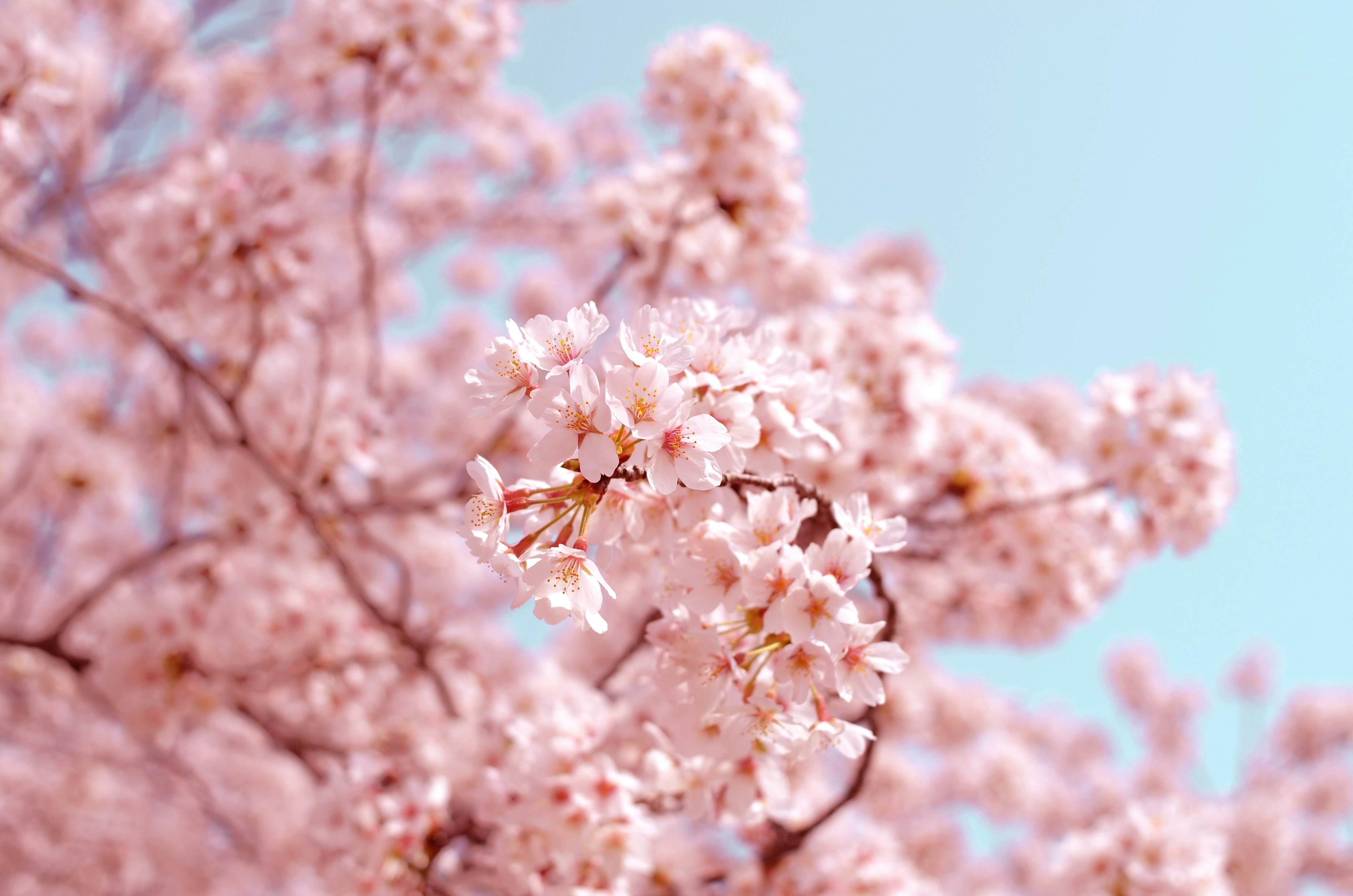 I Turned a Cherry Blossom Photo Into a Thank-You Card